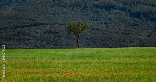 Foto A lonely tree in the mountains and a flowery meadow