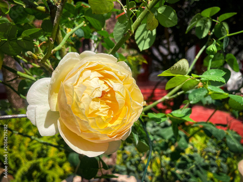 Beautiful of yellow rose flowers tropical with green leaves