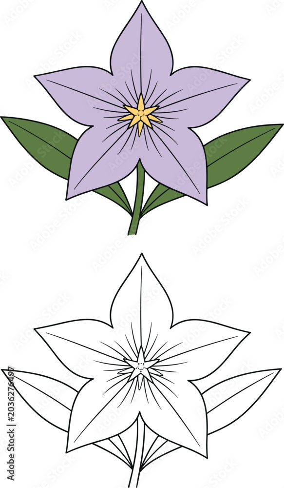 Obraz premium Purple flower vector set with bluebell balloon flower outline icons isolated on plain clean white background