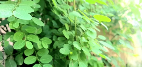 Close Up of Fresh Green Round Leaves in Dense Garden Foliage
