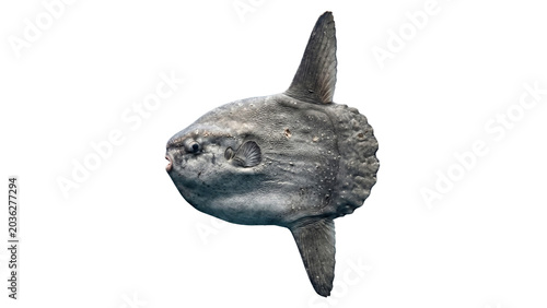 Photos Ocean sunfish with textured skin and distinctive fins presented on transparent b
