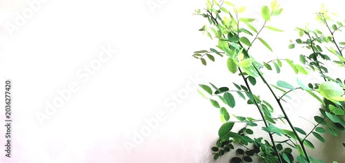Green Plant Branches on Minimal White Wall Background. Aesthetic