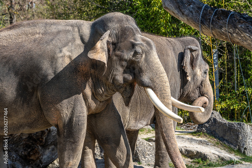 Fotografía The Asian elephant, Elephas maximus also called Asiatic elephant