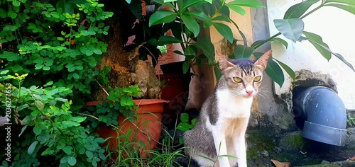 Stray Cat Sitting in Garden Near Drainage Pipe and Potted Plant