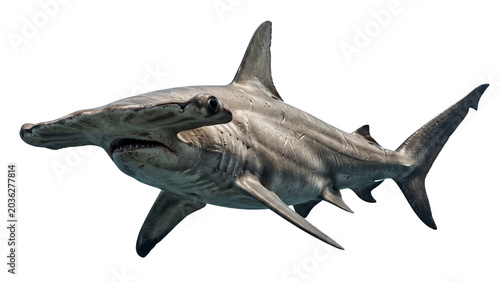 Obraz na plátně Great hammerhead shark swimming in dark water detailed scales and fins on transp