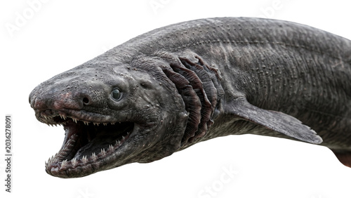 Obraz na płótnie Detailed frilled shark head with open mouth and visible teeth on transparent bac