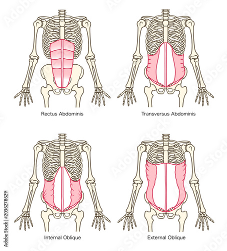 腹直筋, 腹横筋, 内腹斜筋, 外腹斜筋, 人体の腹筋群の解剖図