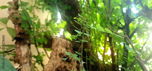 Bright Sunlight Shining Through Thick Green Tree Leaves and Branches