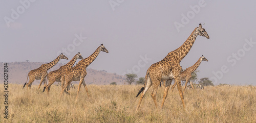 Photography Herd of Masai giraffes walking through the savanna grass, Serengeti, Tanzania