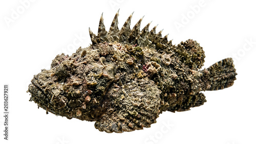 Photography Stonefish with textured skin and spiky dorsal fins a detailed photograph on tran
