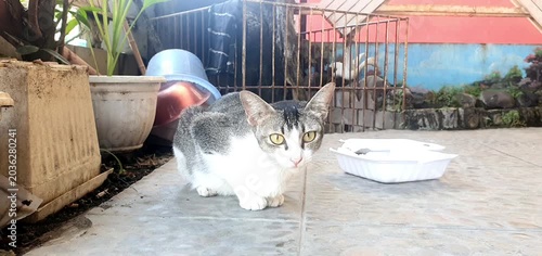 Stray Cat Crouching on Tiled Floor Near Food Container and Cages