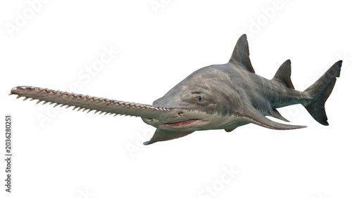 Konstfotografi Paddlefish with elongated snout and sensory organs detailed photo on transparent