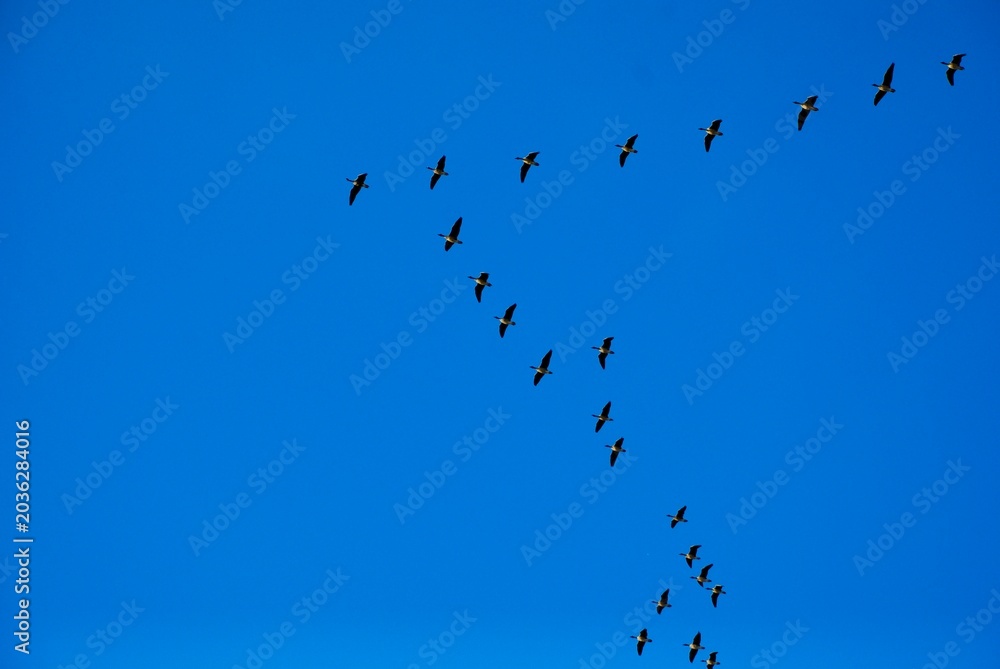 Fototapeta premium Birds migration. Flock of flying geese in blue sky during spring migration