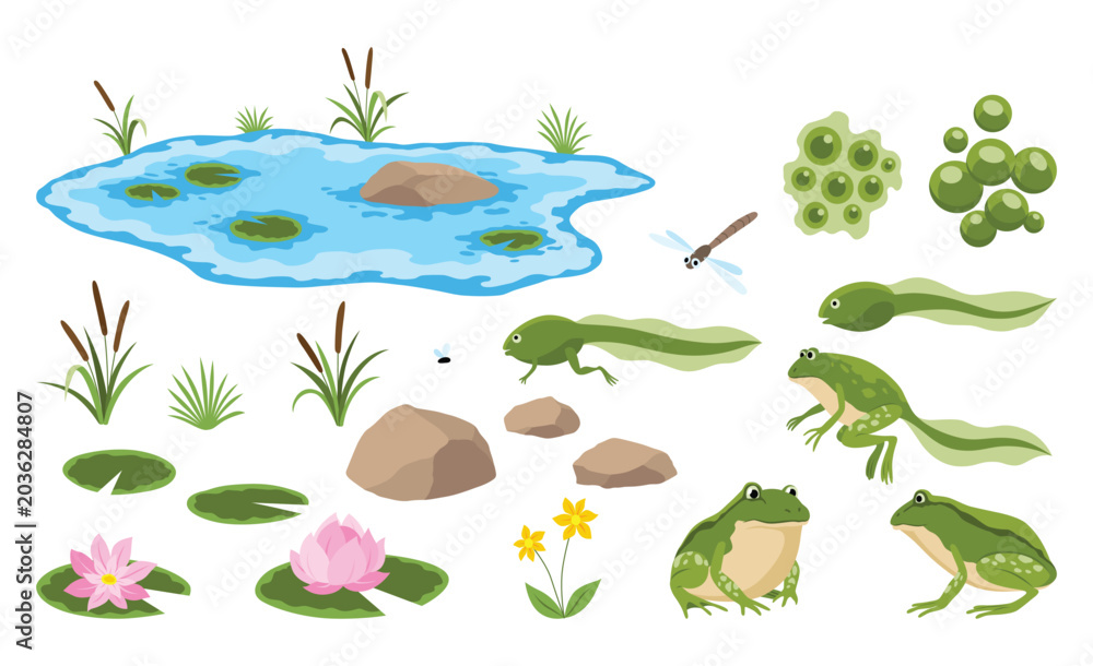 Obraz premium Cartoon frog pond. Green frogs or swamp toads on lily lotus leaves in water, baby tadpole amphibian toad pose jumping catch insect mosquito, comic animal swanky vector illustration original artwork
