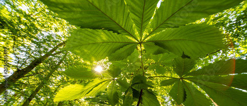 Cuadro en lienzo Sunlight shining through the green leaves of large old chestnut trees in the mor