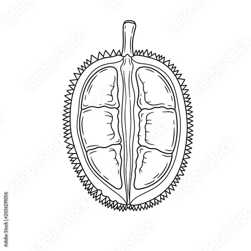 Black and white drawing of durian fruit section.