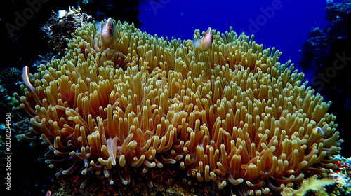 Philippines sea life