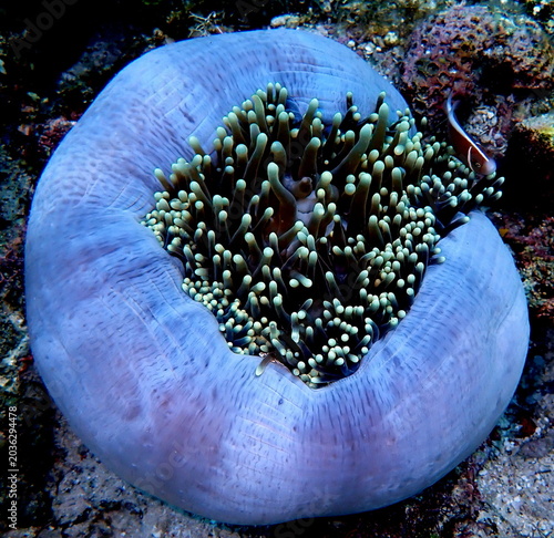 Philippines sea life