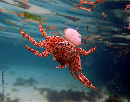 Philippines sea life