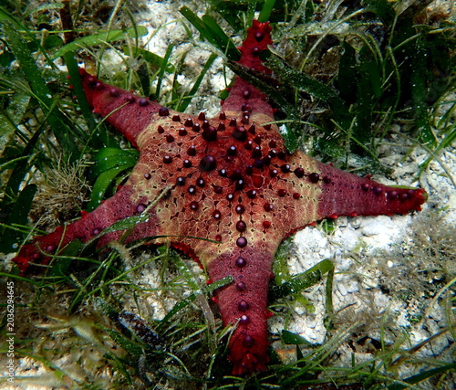 Philippines sea life