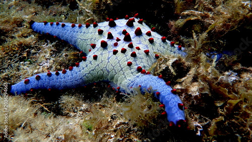 Philippines sea life