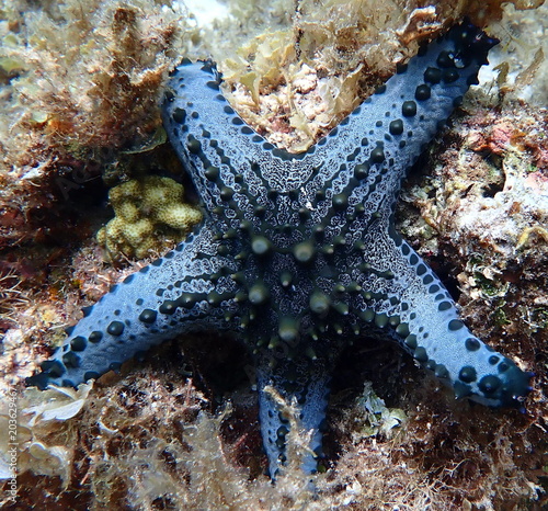 Philippines sea life