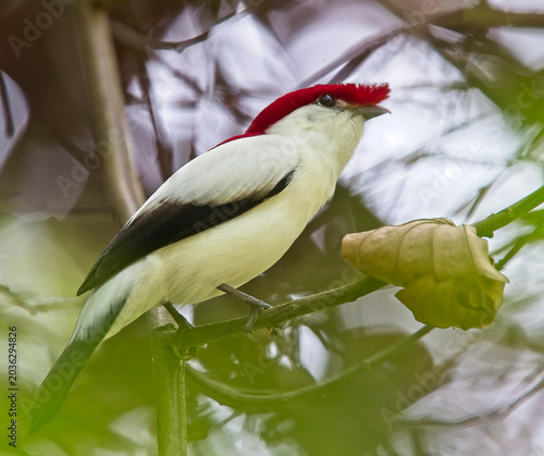 Konstfotografi Araripe Manakin (Antilophia bokermanni), male perched, Cerrado do Araripe, Brazil