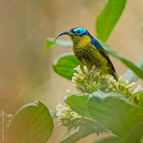 Common Sunbird-Asity (Neodrepanis coruscans) on a flower, an endemic bird to Madagascar.