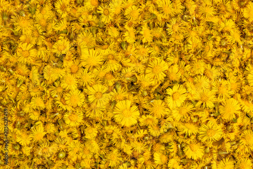 Frische Huflattich Blüten, Tussilaga Farfara
