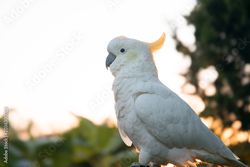 Sulphur Crested Cockatoo parrot bird portrait morning sunrise sunshine cute pretty animal Australia