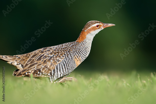 Photos A Buff-banded Rail is walking on the grass.