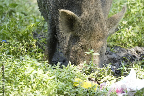 Photography Indian wild boar (Sus scrofa cristatus) foraging in natural habitat, showcasing its robust build and distinctive features