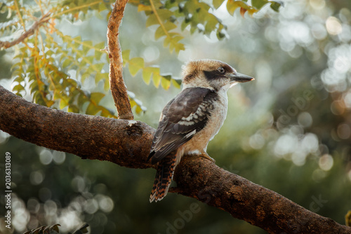 Foto Laughing Kookaburra (Dacelo novaeguineae) perched on a branch in warm golden lig