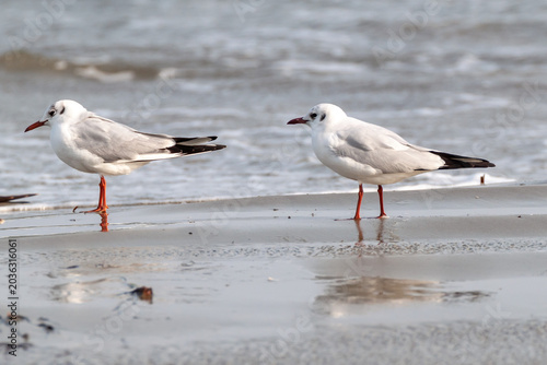 Photos Close up view of two black-headed seagull birds standing on wet sandy beach near sea water ripple