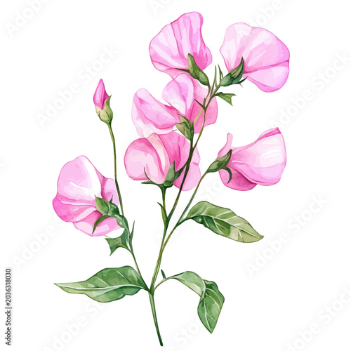 Fotografía watercolor vector of Sweet Pea Flower, isolated on a white background