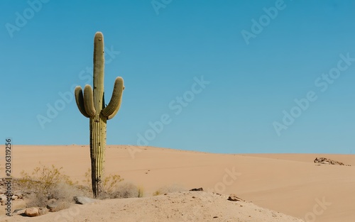 Saguaro cactus in desert landscape with sandy dunes and clear blue sky