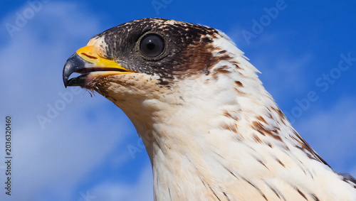 Tableau sur toile Close-Up Profile of a Majestic Saker Falcon with Yellow Beak Against Blue Sky