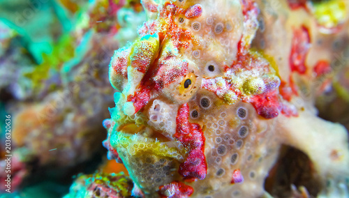 Schilderij op canvas Colorful Warty Frogfish Macro Close-Up Hiding in Coral Reef Environment