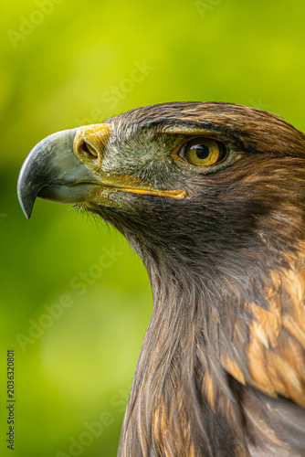 Φωτογραφία Steinadler