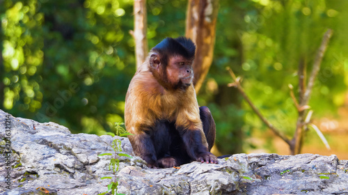Obraz na plátně Wild Tufted Capuchin Monkey Sitting on a Rock in a Lush Green Forest Habitat