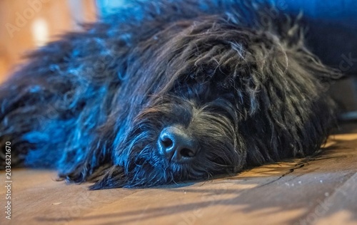 Portuguese water dog portrait while resting on a living room floor