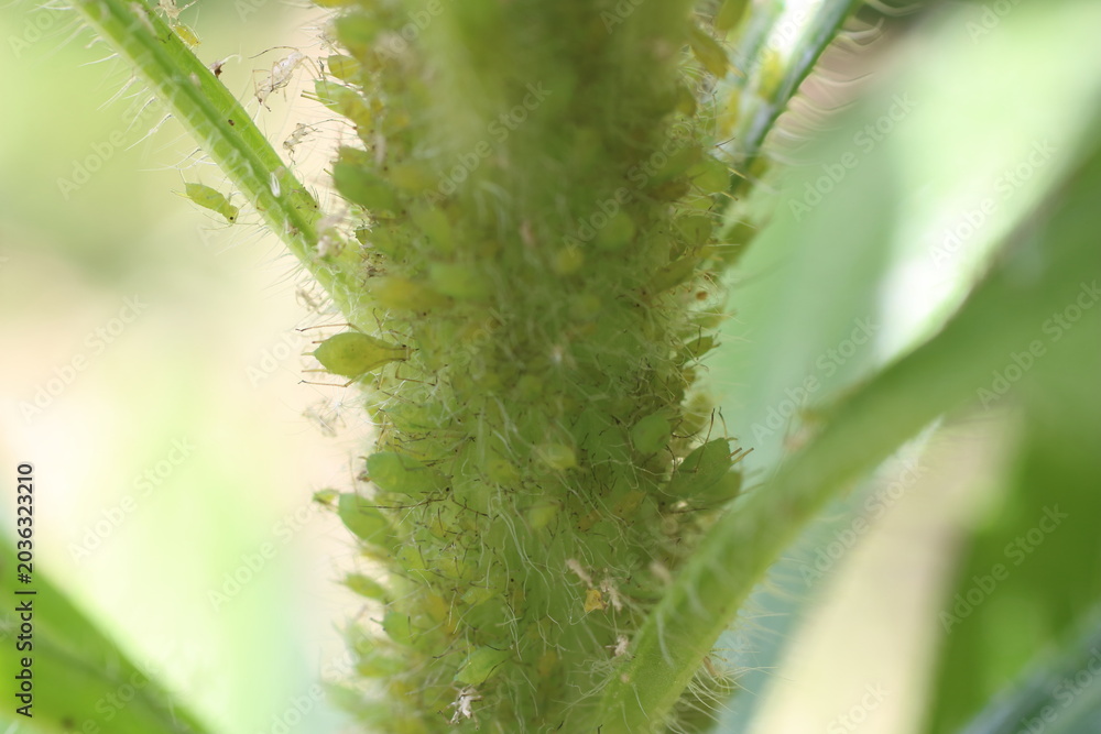 Fototapeta premium 農業や家庭菜園で警戒されるアブラムシの害虫