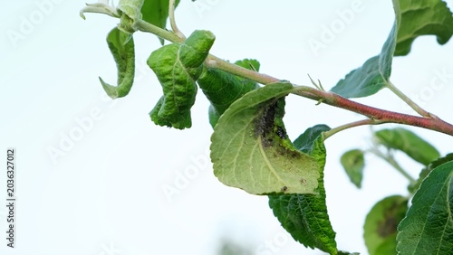 Obraz na płótnie Close-up Aphid-curled leaves