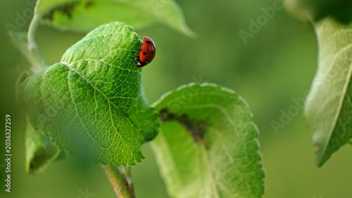 Foto Ladybug and aphid on leaf