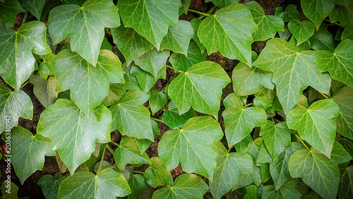 Fotografía Close-up of bright green ivy leaves growing densely and covering a dark wall surface, filling the entire frame