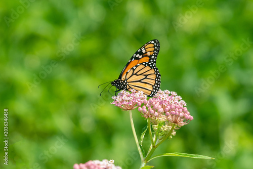 Tableau sur toile 03536-06707 Monarch (Danaus plexippus) on Swamp Milkweed (Asclepias incarnata) Marion Co