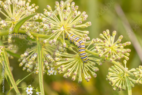 03536-06812 Monarch (Danaus plexippus) caterpillar on Green Milkweed (Asclepias viridis) Marion Co. IL