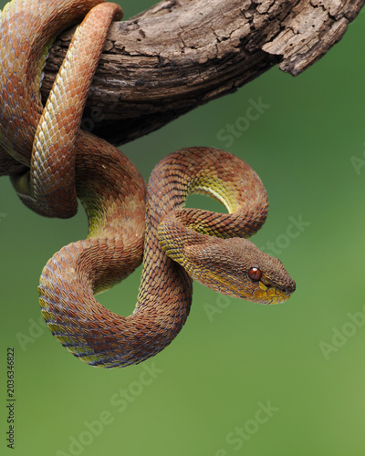 Foto Arboreal Viper Close Up Wildlife Photography