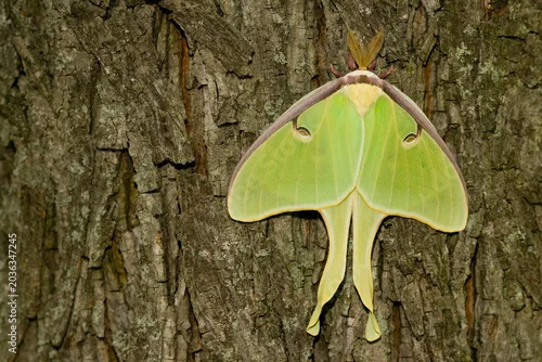 Naklejka 04000-002.08 Luna Moth (Actias luna) Marion Co. IL