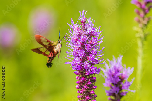 Bild auf Leinwand 04014-00312 Hummingbird Clearwing (Hemaris thysbe) moth at Prairie Blazing Star (Liatris pycnostachya) Effingham Co